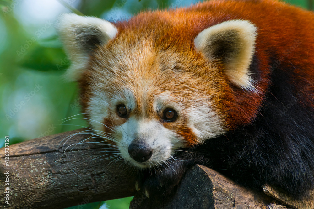 Fototapeta premium Red or Lesser Panda is resting on a tree