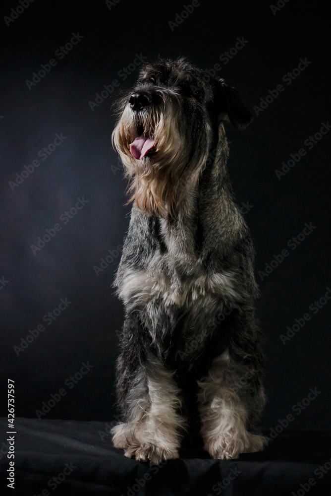 Front view of salt and pepper colored Giant Schnauzer in studio on gradient black background. Close up portrait of a happy dog sitting in full growth with tongue hanging out. Vertical shot.