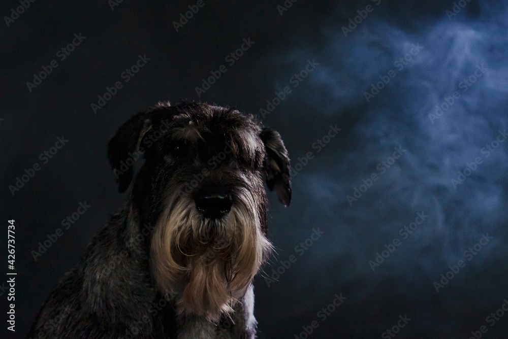 Frontal portrait of a mittel schnauzer in a dark smoky studio on a black background. The pet looks at the camera with a serious gaze. Close up of a dog's muzzle. Frontal portrait of a mittel schnauzer in a dark smoky studio on a black background. The pet looks at the camera with a serious gaze. Close up of a dog's muzzle.
