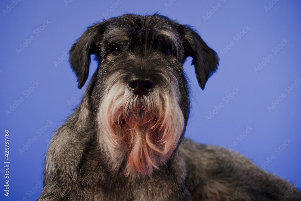 Portrait of a bearded mittel schnauzer in the studio on a blue background. The dog lies and looks at the camera. Close up.