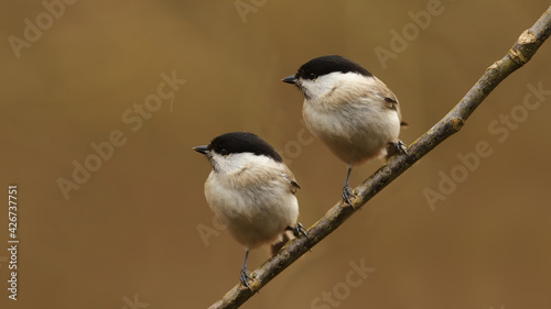 A pair of Marsh tits on a branch, in the rain, on a blurry brown background.