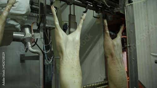 Pig Carcass Treat with Automation Robotic Arm. Slaughterhouse Facility Industry Processing, Hanging Animal Bodies Treat with Digital Smart Technology. Freshly Eco Clean and Fatty Food Manufacturing