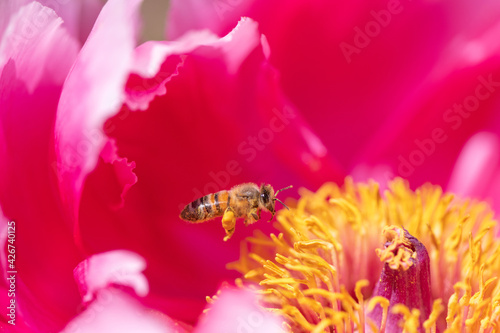 Fototapeta Naklejka Na Ścianę i Meble -  A honey bee in a Paeonia flower