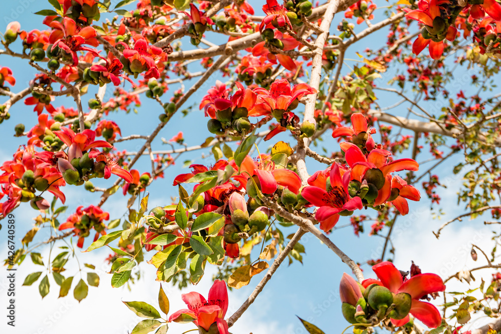 Blooming bombax ceiba or red cotton tree in Cairo, Egypt Blooming bombax ceiba or red cotton tree in Cairo, Egypt