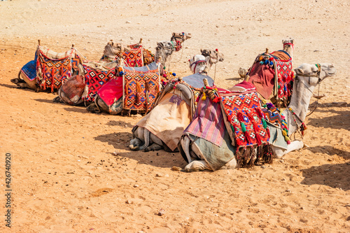 Camels resting near the Egyptian pyramids © perekotypole