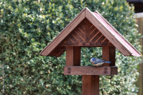 Kleine Blaumeise am Vogelhäuschen