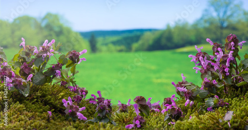 Purple nettles in spring season