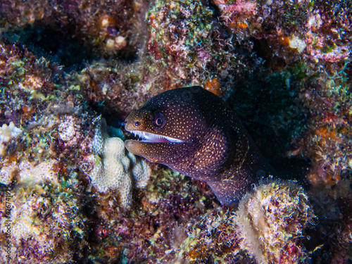 Whitemouth Moray (Gymnothorax meleagris) Chillin in the Warm Pacific Tropics © Jim
