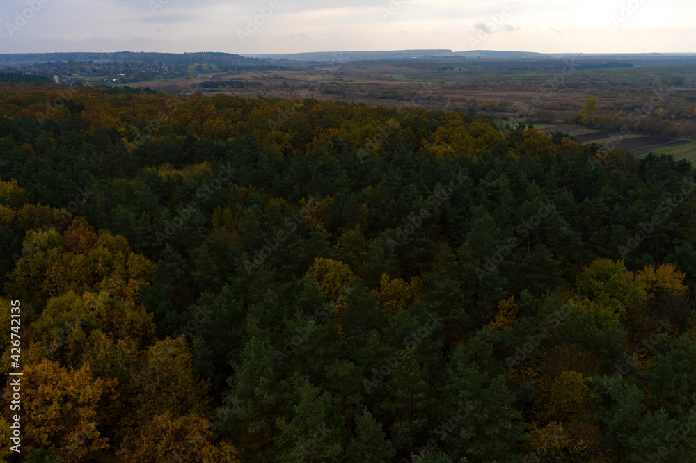 Autumn panorama of yellowed leaves, top view of the colorful forest that stretches across the territory of Ukraine.
