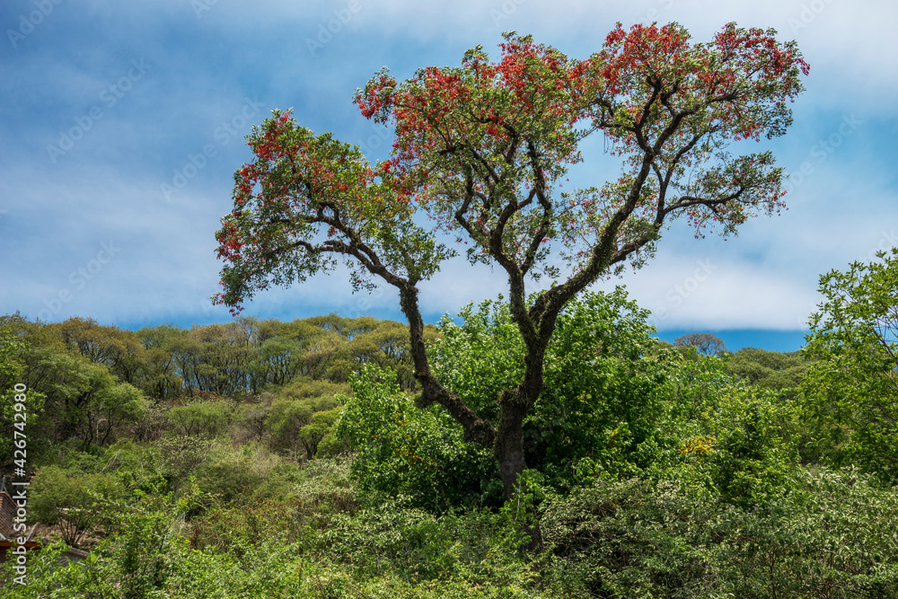 Ceibo tree with its red flowers towering over the green mountain