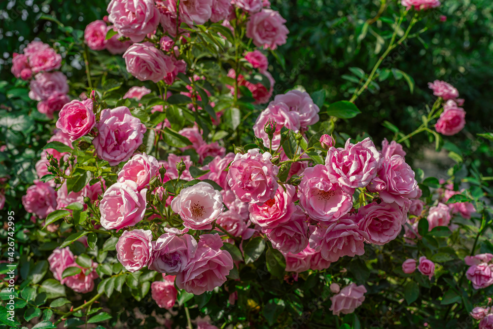 Naklejka premium Pink roses on a flowering bush. Some flowers in blur.