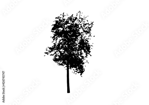 Silhouette albero robinia vettoriale photo
