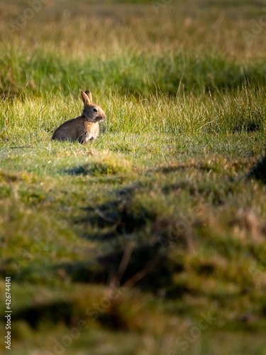 A Wild rabbit in a meadow © Gary L Hider