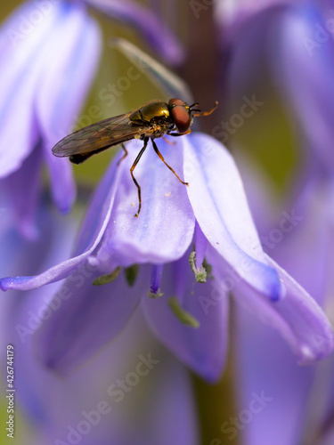 A Bacchini Hoverfly resting on a wild bluebell flower photo