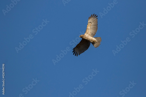 red shouldered hawk  Buteo lineatus  