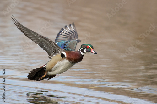  wood duck or Carolina duck (Aix sponsa) in spring