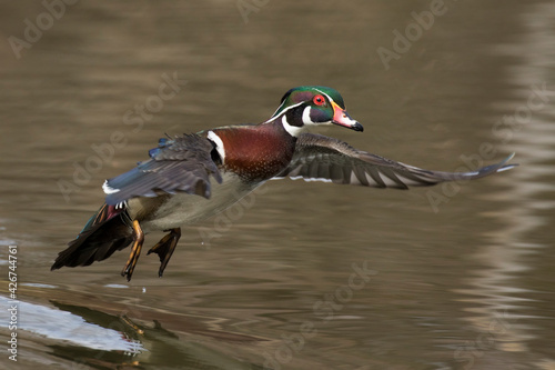 Canvas Print wood duck or Carolina duck (Aix sponsa) in spring
