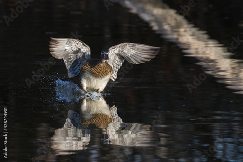 Photography wood duck or Carolina duck (Aix sponsa) in spring