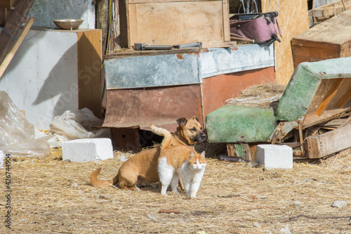 In summer, there are friendly cat and dog outside on the farm.