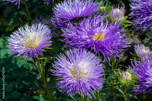Aster flower large pink petals.