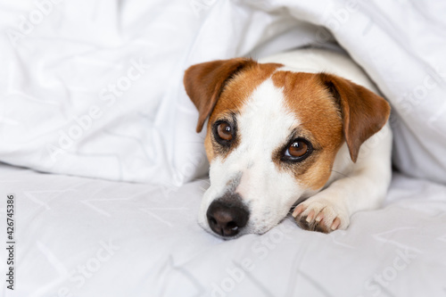 A beautiful dog Jack Russell Terrier lies on the bed under a blanket, stretches his paw forward, looks at the camera. Pet care concept. Morning, rest. Rehabilitation of animals. Copy space.