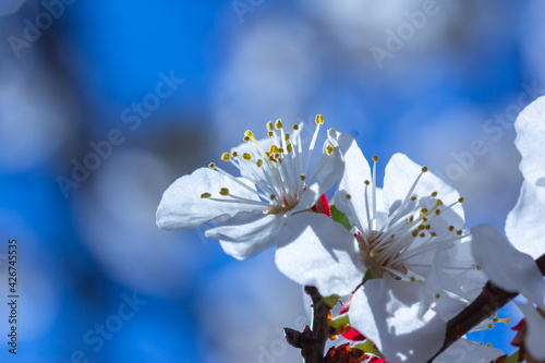 Spring flowers of apricot tree on the branches.