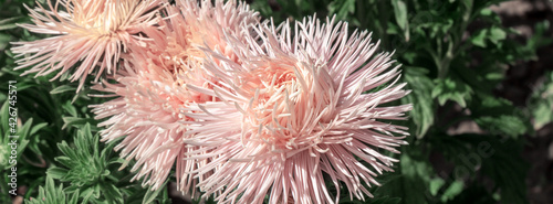 Banner pink aster flowers on a green background.