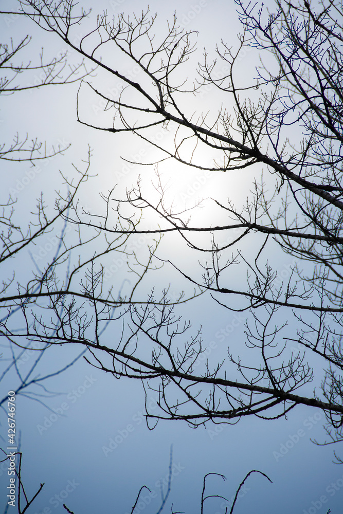 Obraz premium photo texture branches against the sky
