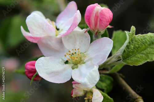 Apple tree Malus domestica, close-up of spring blossom in my garden in Pontypool, UK