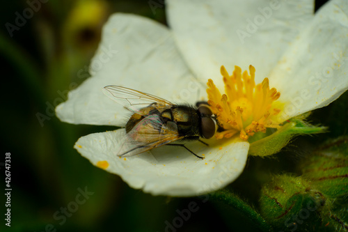Macrofotografgia de una mosca en una flor