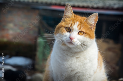 In winter, on a sunny day, a red-haired white cat licks its lips on the fence.