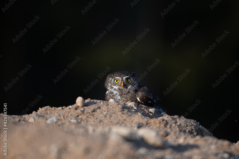 The Eurasian pygmy(Glaucidium passerinum)owl sits on the ground, dark green blurred background. The Eurasian pygmy(Glaucidium passerinum)owl sits on the ground, dark green blurred background.