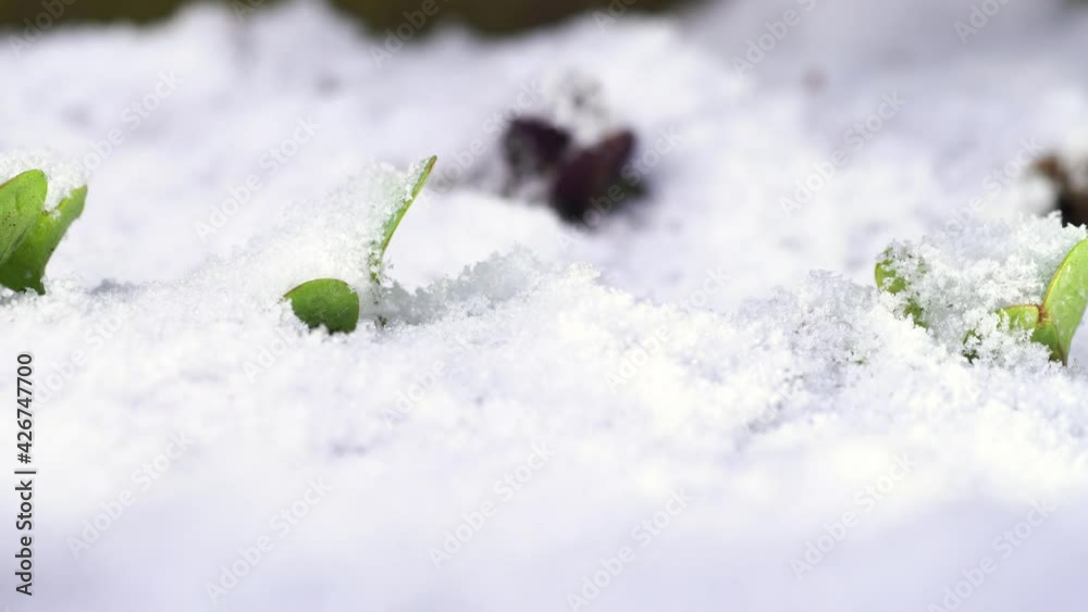 Row of young radish plants sticking out of snow. Cold hardy vegetables