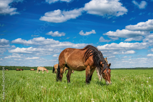 Young beautiful thoroughbred horses graze in the meadow in summer. © shymar27