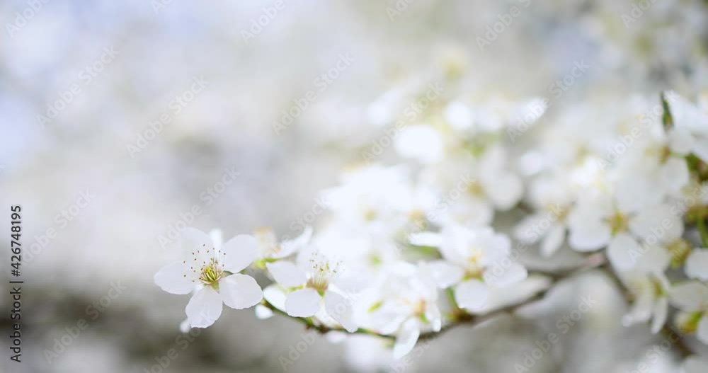 delicate plum tree blossoms blooming in the spring garden delicate plum tree blossoms blooming in the spring garden