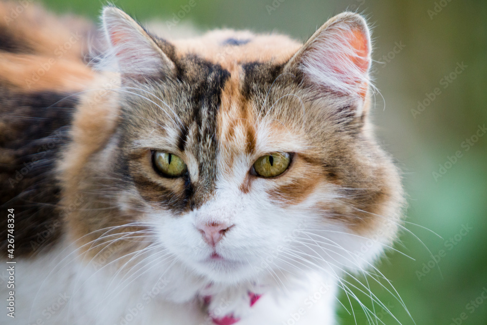 Close up portrait of a beautiful calico cat looking away, with strong green bokeh in the background.