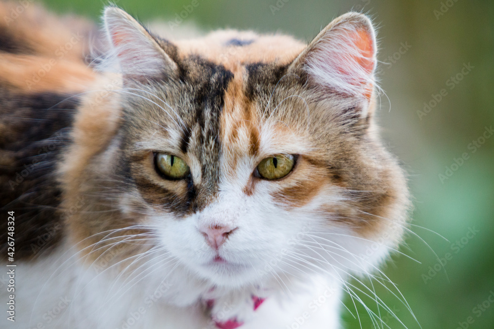 Close up portrait of a beautiful calico cat looking away, with strong green bokeh in the background. Close up portrait of a beautiful calico cat looking away, with strong green bokeh in the background.