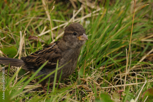 Sparrow chick sits in the grass and looks to the side. Male brown sparrow posing on green grass in summer. Wallpaper.