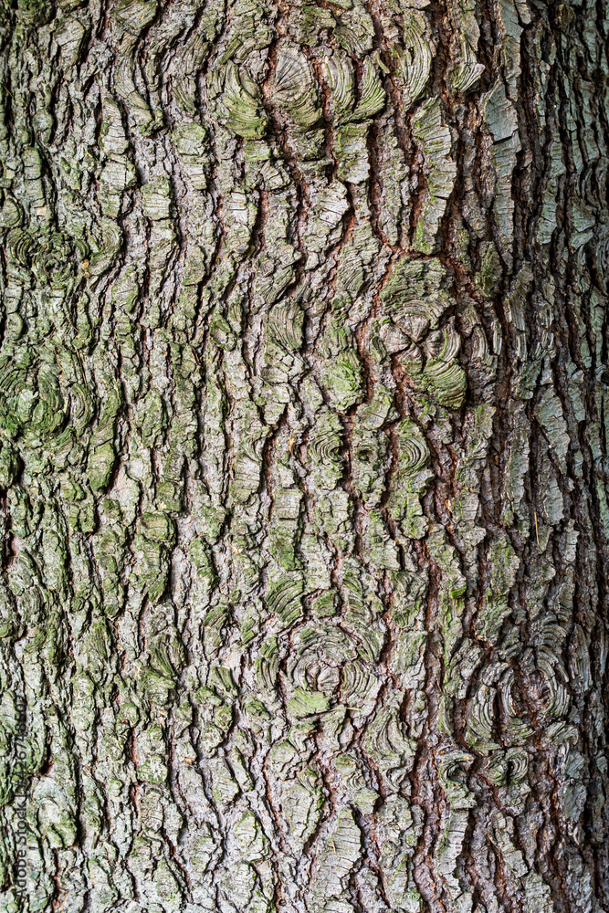 Tree bark details as a texture or background Tree bark details as a texture or background
