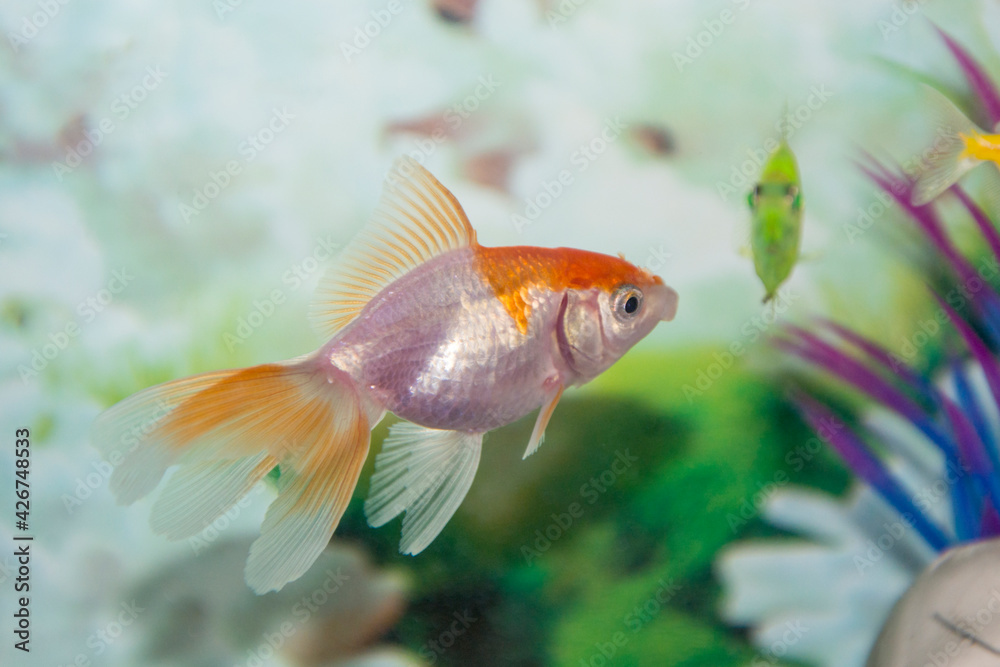 A fish with wide open mouth . A fish with wide open mouth .