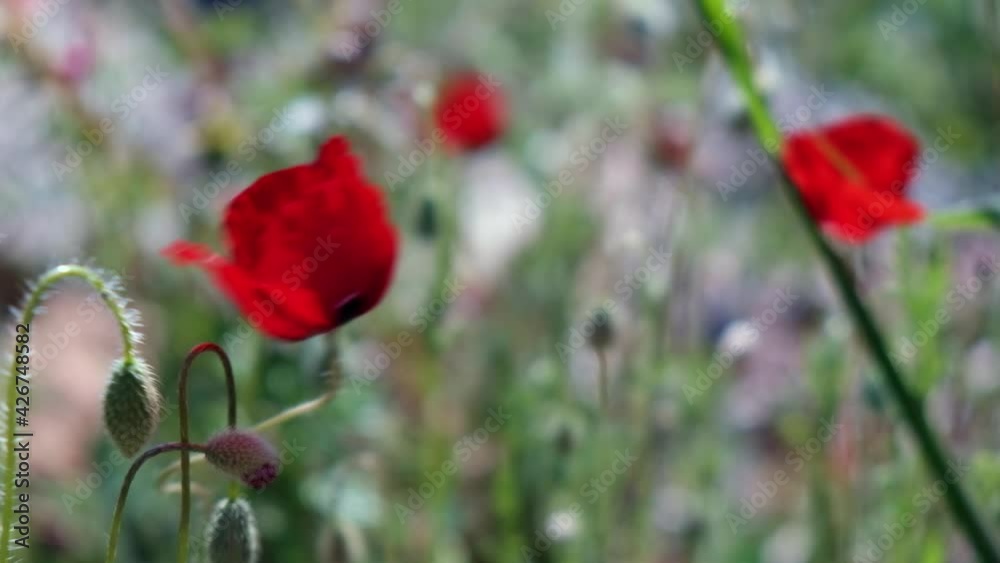 Red common poppies waving in the wind opposite blurred floral background. Close-up of red poppies inflorescences and poppy bulbs Red common poppies waving in the wind opposite blurred floral background. Close-up of red poppies inflorescences and poppy bulbs