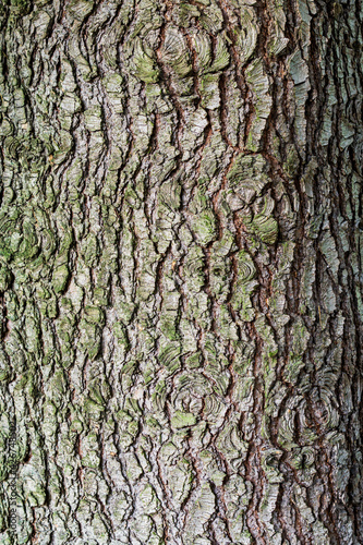 Tree bark details as a texture or background