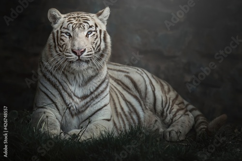 White tiger, Panthera tigris tigris, lying down with blue eyes 