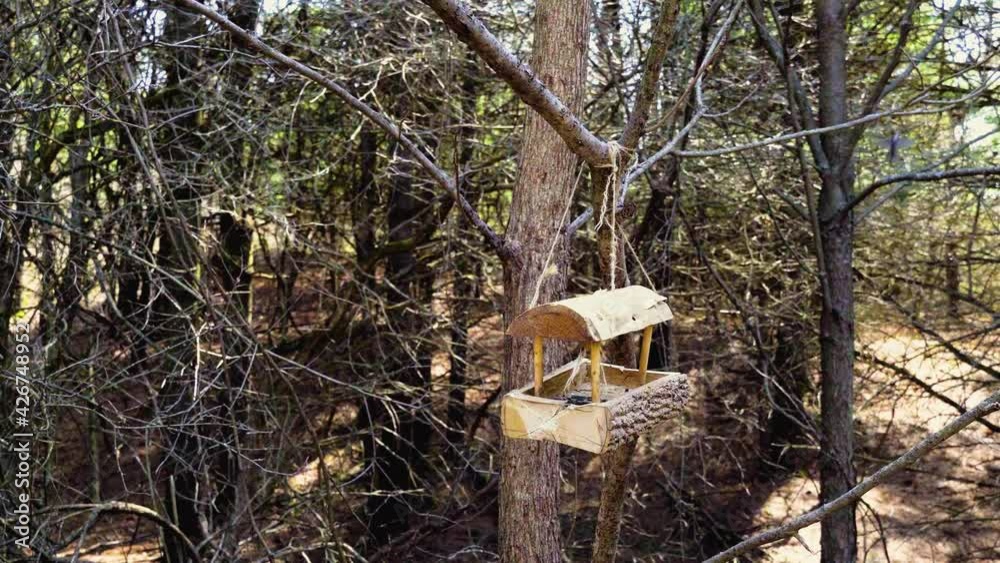 Bird feeder in the spring forest Bird feeder in the spring forest