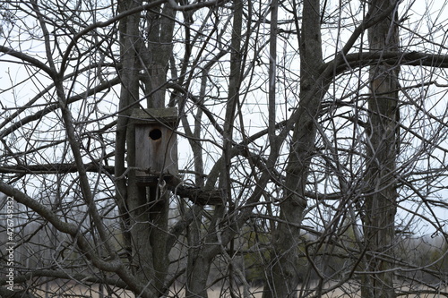 Bird House Surrounded By Branches