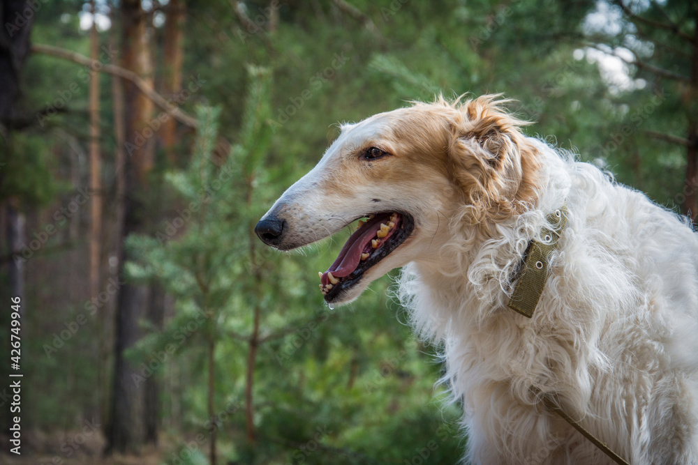 beautiful elegant Russian Greyhound (Borzoi) dog with an open mouth in a spring field filled with sunlight beautiful elegant Russian Greyhound (Borzoi) dog with an open mouth in a spring field filled with sunlight