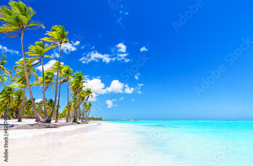 Coconut Palm tree on white sandy beach in Punta Cana, Dominican Republic.