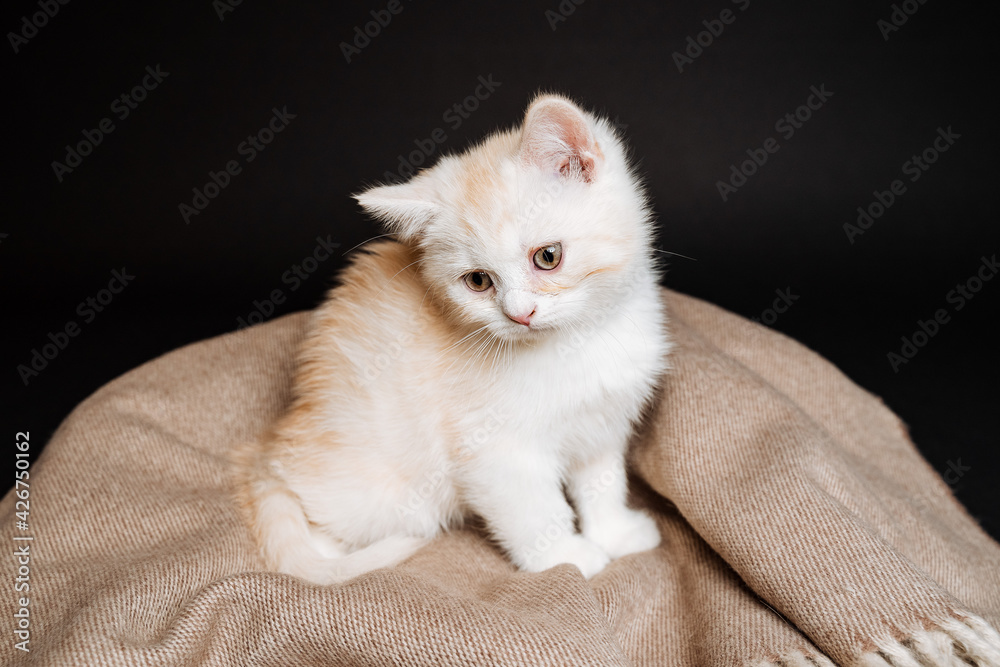 white kitten sits on a plaid. The little cat looks up. cat on a black background. thoroughbred beast. Pet