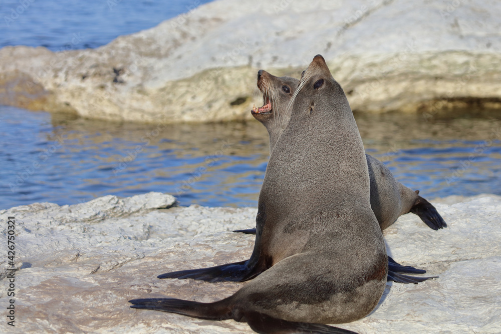 Fototapeta premium Neuseeländischer Seebär / New Zealand fur seal / Arctocephalus forsteri.