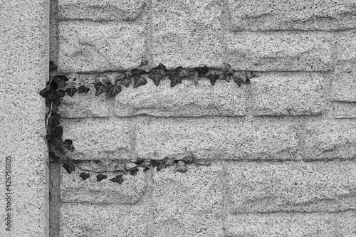 Concrete Wall - Black And White